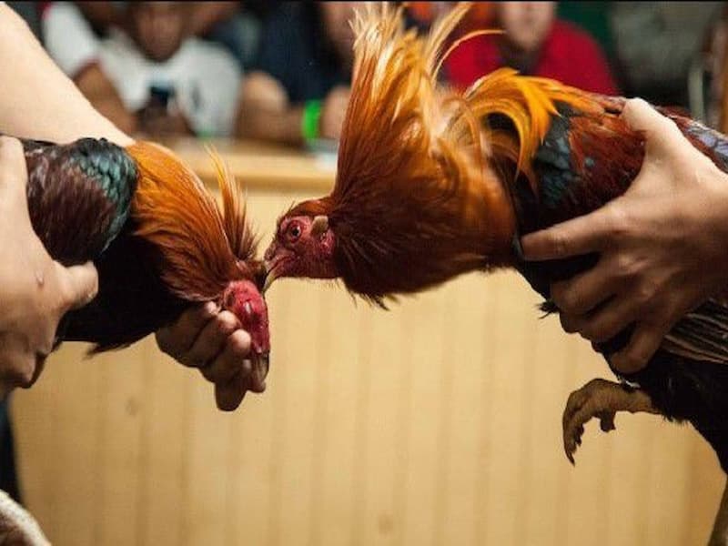 Đấu trường đá gà chuyên nghiệp tại Việt Nam: Khám phá Sự Độc Đáo