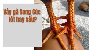 Vảy Song cúc tốt hay không? Gà có vảy song cúc đấu có mạnh