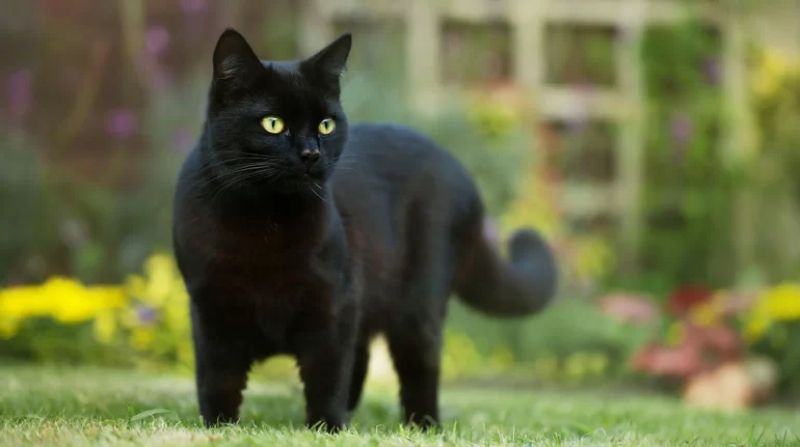 GiảI mã các giấc mơ thấy mèo đen, mèo vàng là đIềm gì?