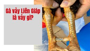 Gà có vảy Liên Giáp đá tốt hay dở?